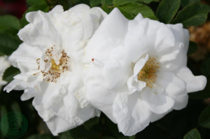 Rosa rugosa 'Marie Bugnet'