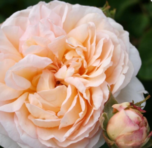 Rosa 'The Lady Gardener™' (Ausbrass)