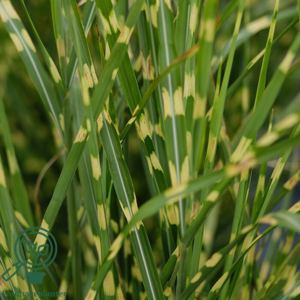 Miscanthus sinensis 'Zebrinus', Zebra Grass