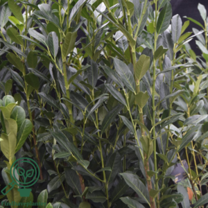 Prunus laur. 'Elly', Kirsebærlaurbær  80-100cm