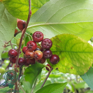 Aronia prunifolia 'Kolorit', Surbær (barrods)