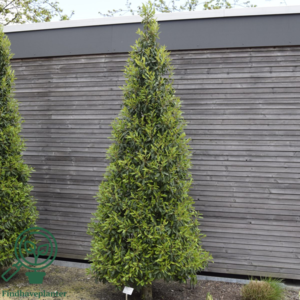Prunus lusitanica 'Angustifolia', Portugisisk laurbær 120-140cm
