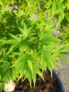 Acer pal. ‘Sangokaku’ – Japansk løn