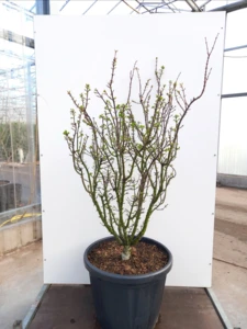 Sorbus commixta, Japansk røn