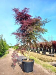 Sorbus commixta, Japansk røn