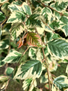 Betula uti. ‘Doorenbos’ – Himalaya birk