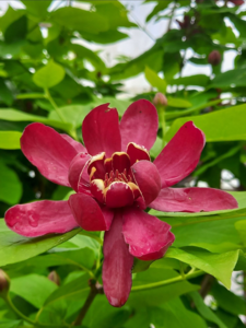 Calycanthus flo. ‘Aphrodite’ – Kanelbusk