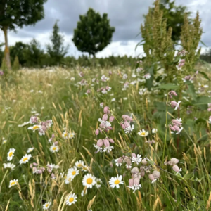 Silene uniflora, Strand-limurt