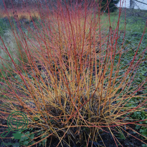 Cornus sanguinea - rød kornel