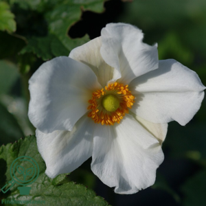 Anemone japonica-hybrid 'Honorine Jobert' Dafo® , Anemone C2,0