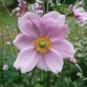 Anemone japonica-hybrid 'Königin Charlotte' Dafo® ,Anemone C2,0