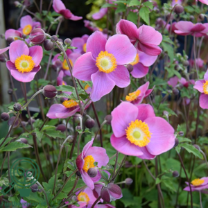 Anemone japonica-hybrid 'Splendens', Høstanemone C2,0