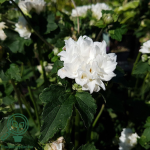 Anemone japonica-hybrid 'Tiki Sensation'®, Høstanemone C2,0