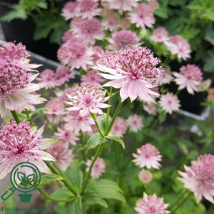 Astrantia major 'Roma'®, Stjerneskærm 1 ltr.
