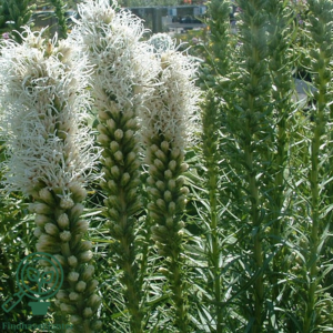 Liatris spicata 'Floristan Weiss', Pragtskær C2,0