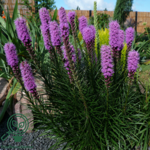 Liatris spicata, Pragtskær C2,0