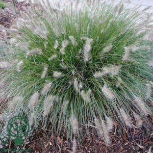 Pennisetum alopecuroides 'Hameln' C2,0
