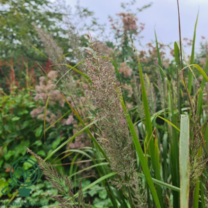 Achnatherum calamagrostis (Stipa calamagrostis), Sølvaks