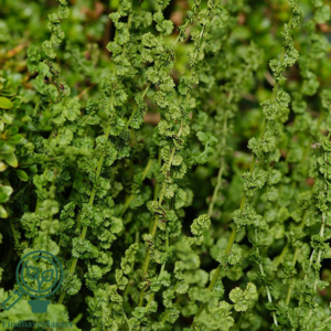 Athyrium filix-femina 'Frizelliae', Fjerbregne