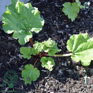 Rheum rhabarbarum 'Livingstone' remonterende, Rabarber